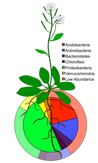 rhizosphere image